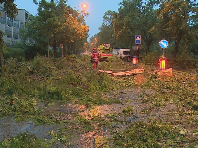 Strasse mit Bäumen voll