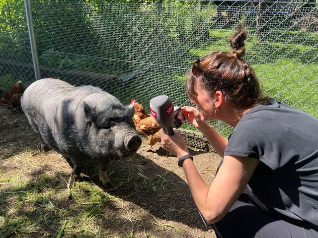 Reporterin Sharon Zucker richtet das Mikrofon an ein Minischwein.