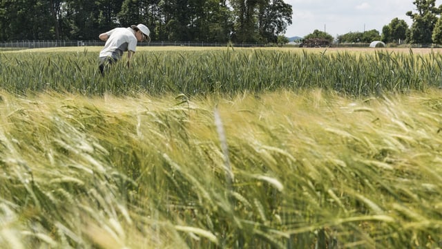 Agroscope-Versuch mit gentechnisch verändertem Getreide