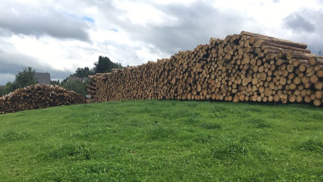 Stapelweise Baumstämme liegen geschichtet auf einem grossen Haufen auf einer grünen Wiese. 