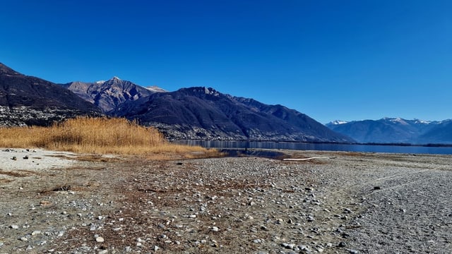 Wasser des Lago Maggiore ist weit zurückgezogen. Schilf wächst auf dem Trockenen, mehrere Meter entfernt ist das Wasser.