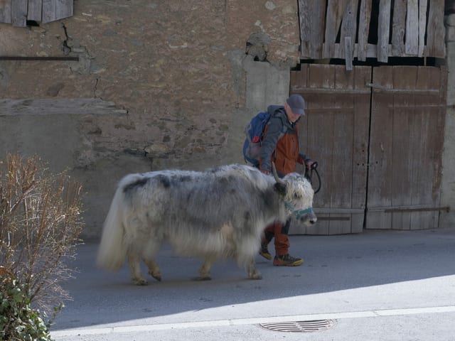 Mensch mit Yak.