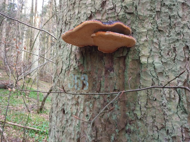 Rotrandiger Baumschwamm am Baumstamm.