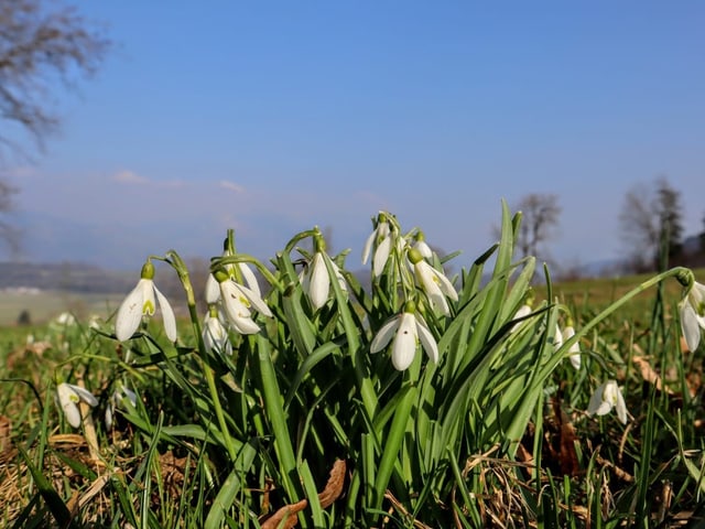 weisse Blüten