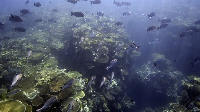 Great Barrier Reef.