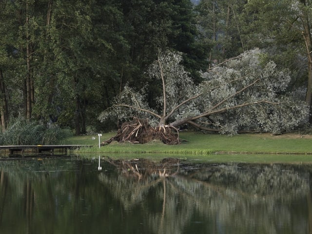 Umgefallener Baum am Ufer des St. Andräer See im Lavanttal 