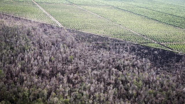 Palmöl-Plantage in Indonesien.