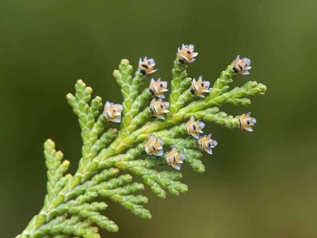 Laswon Scheinzypresse in Blüte