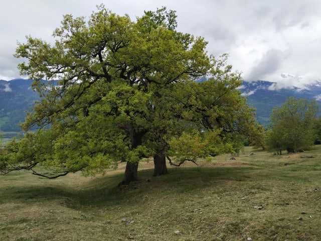 Grosse Eichen auf der Wiese.