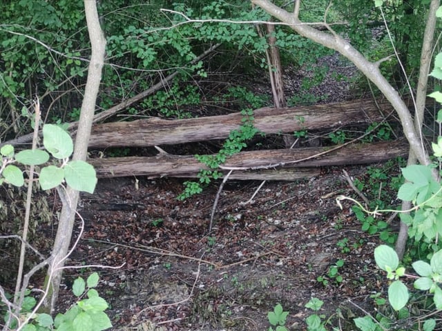 Baumstämme liegen auf Waldboden