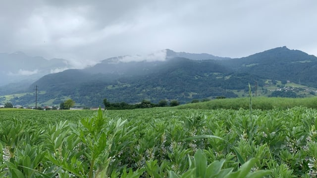 Bild des Ackerbohnen-Felds in Landquart