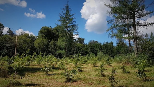 Junger Wald im Wachstum