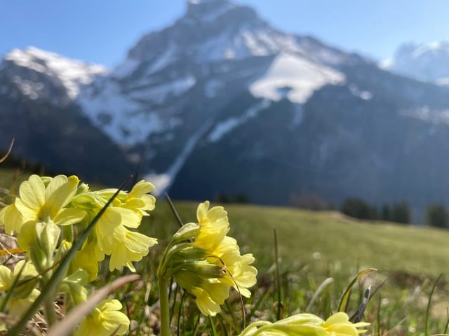 gelbe Blüten.