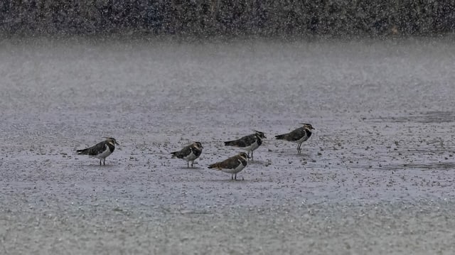 Lapwings stand in the downpour in Neeracherried.