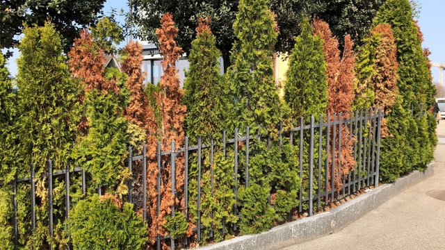 Thuja Hecke