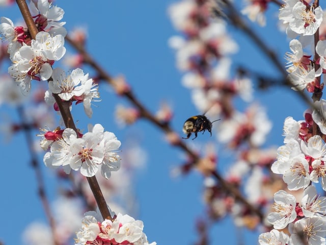 Zwischen den Aprikosenblüten fliegen die Hummeln hin und her.