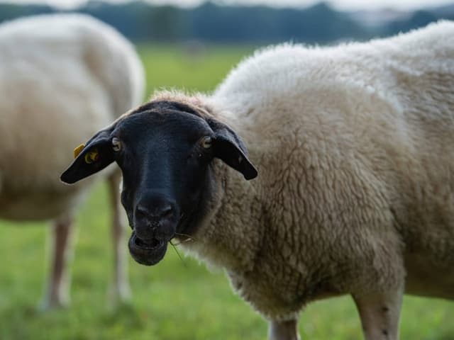 Schaf auf einer Wiese mit unscharfem Hintergrund.