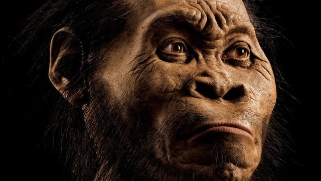 Modell des Kopfes eines Homo naledi