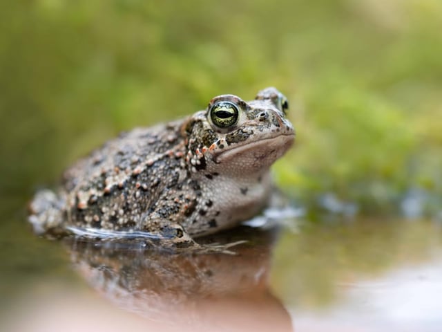 Zu den gefährdeten Amphibien gehört unter anderem die Kreuzkröte.