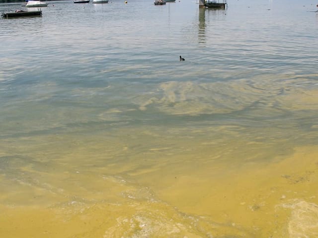 Farbige Blüte in einem See.