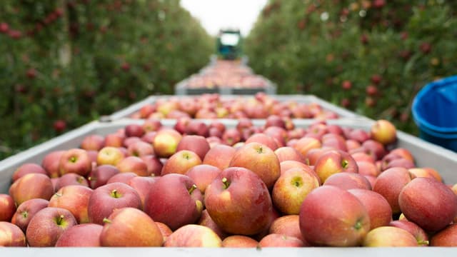 Äpfel liegen in Kisten zwischen Apfelbäumen 