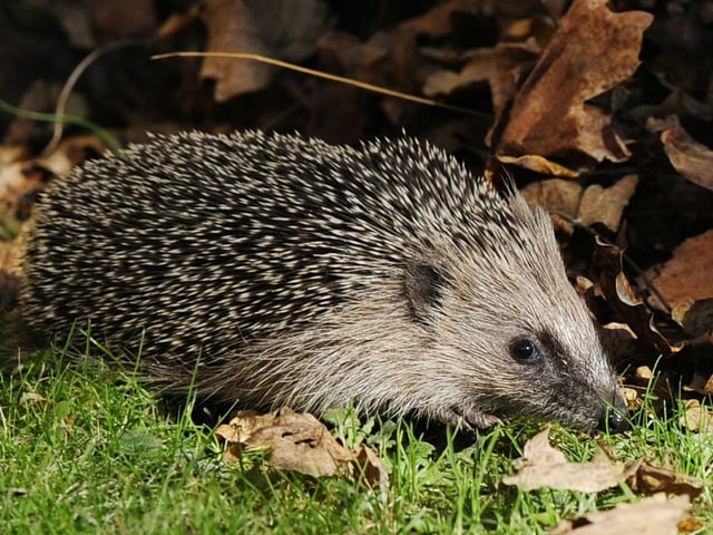 Igel vor einem Laubhaufen