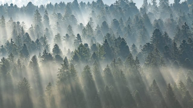 Nebelverhangener Wald mit Sonnenstrahlen.