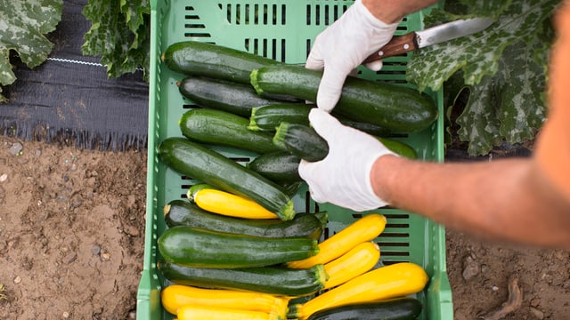 Blick auf eine Kiste mit frisch geernteten Zucchetti