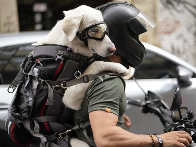 Hund mit Schutzbrille auf Motorradfahrer.