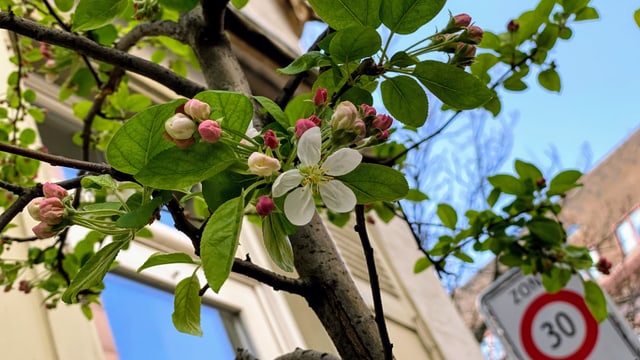 Blüte vor Tempo 30 Schild