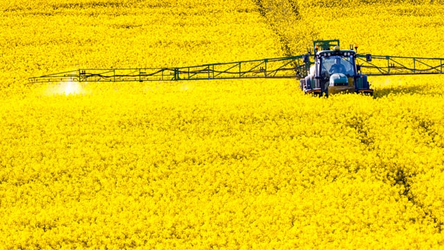 Gelbes Rapsfeld, darauf ein Traktor, der grossflächig Sprühmittel ausbringt.