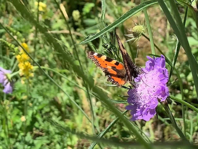 Schmetterling