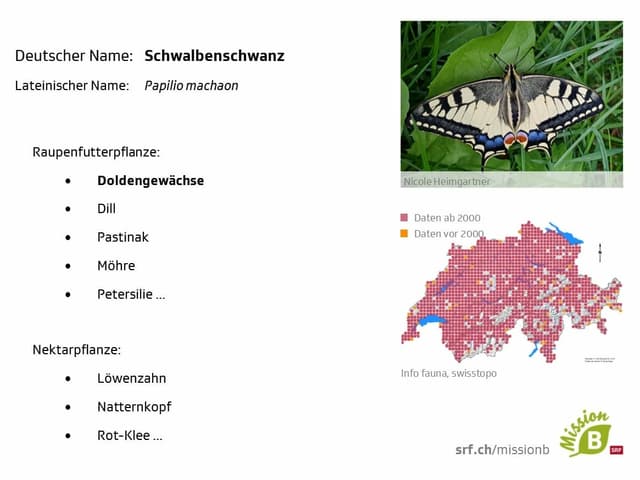 Schwalbenschwanz