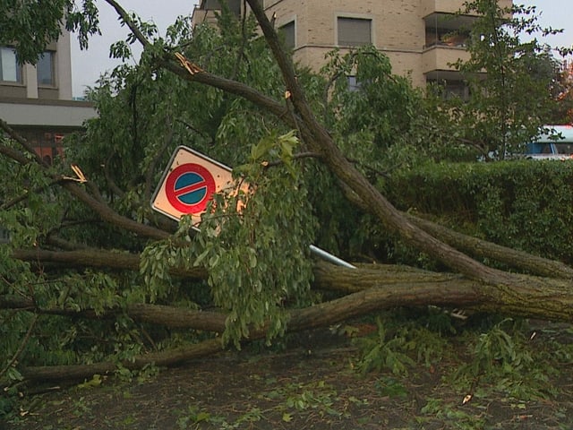 Schild liegt unter Baum