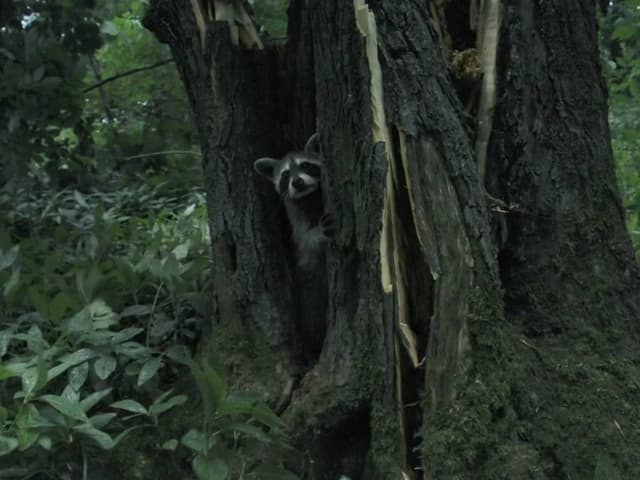 Waschbär schaut aus hohlem Baumstamm hervor.