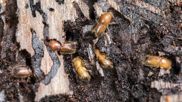 Borkenkäfer fressen sich ins Holz