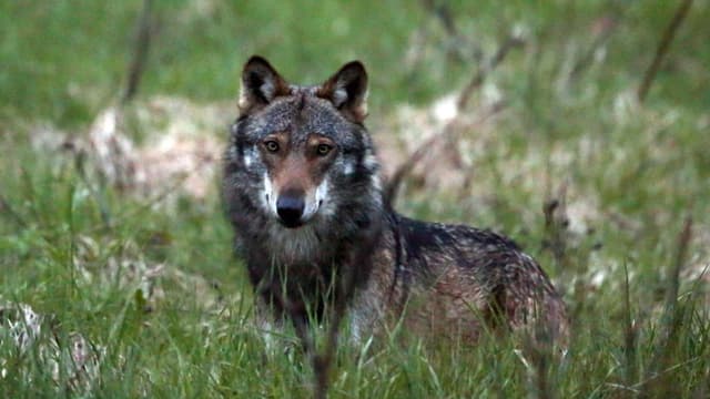 Wolf auf einer Wiese