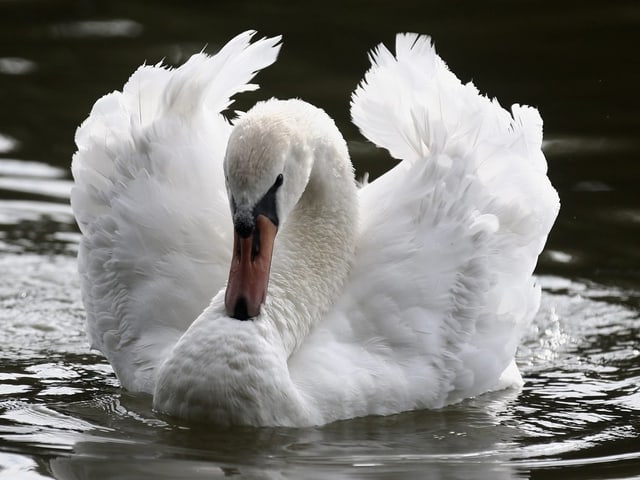 Schwan auf einem See. 