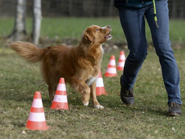 Ein Hund zwischen rotweissen Hütchen auf einer Wiese. 