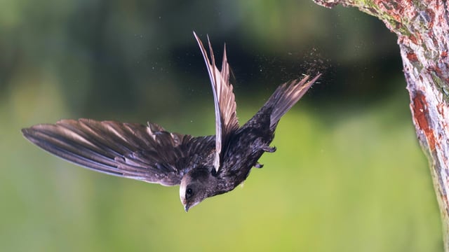 Mauersegler im Flug