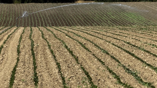 Trockenes Feld das bewässert wird