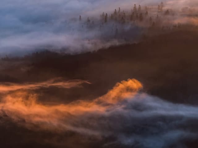 Spitzen von Nadelbäumen stechen durch Nebel, der von der Sonne rot gefärbt ist.