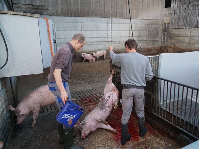 Die betäubten Tiere werden an einem Bein aufgehängt.