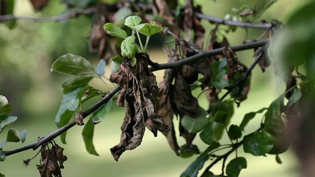 Apfelbaum mit Feuerbrand