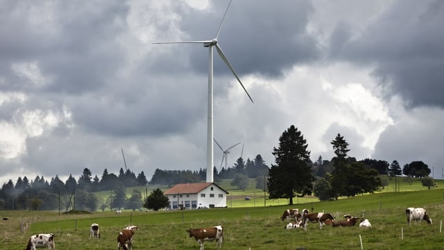 Neben der Anlage weiden Kühe.