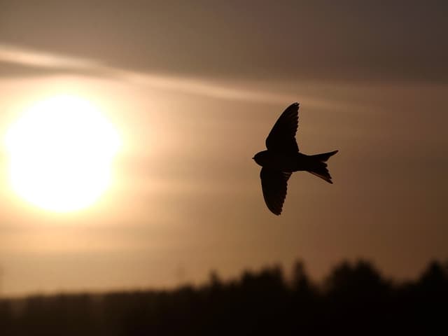 Vogel im Flug vor untergehender Sonne.