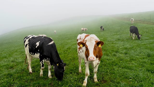 Kühe stehen auf der Moosegg/BE im Nebel.