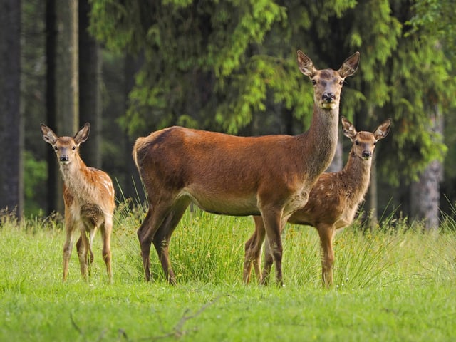 Hirschkuh mit Jungtieren