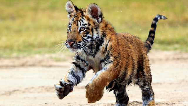 Panorama Mehr Tiger Aber Weniger Unken News Srf