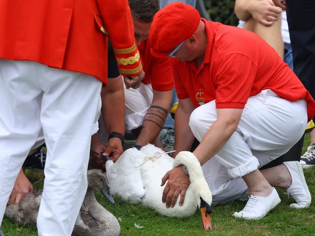 Menschen in roten und weissen Uniformen halten einen Schwan am Boden.